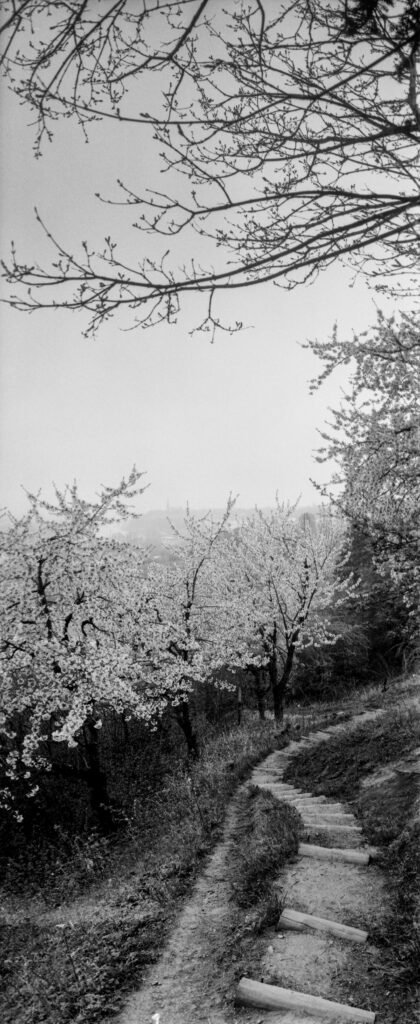 Analogová Panoramatická fotografie Prahy, Praha panoramatická, fotoaparátem Horizon 202, Kavčí hory
